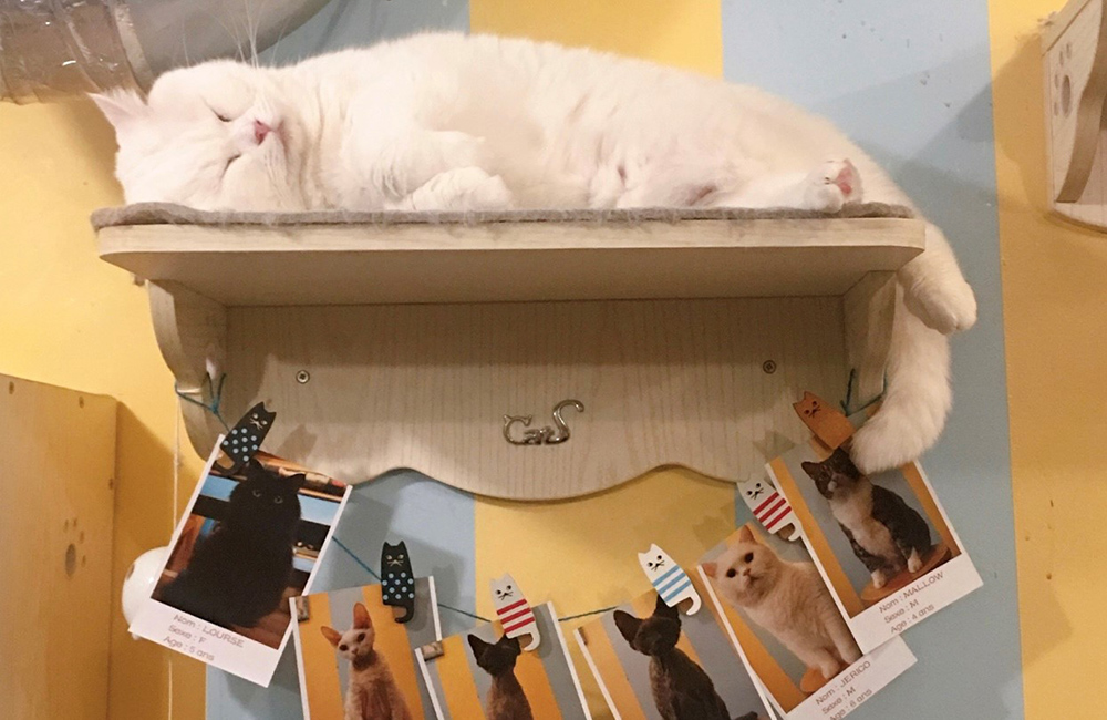 フランスの保護猫カフェ