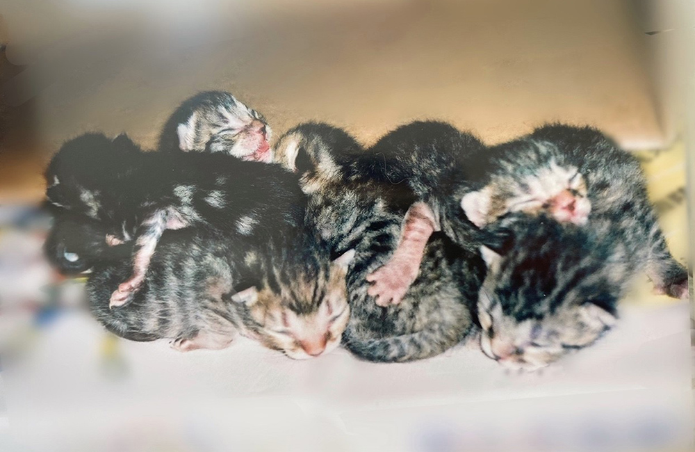 捨て猫7匹を緊急保護