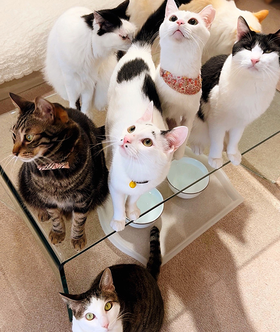 CAT LIVINGの風景