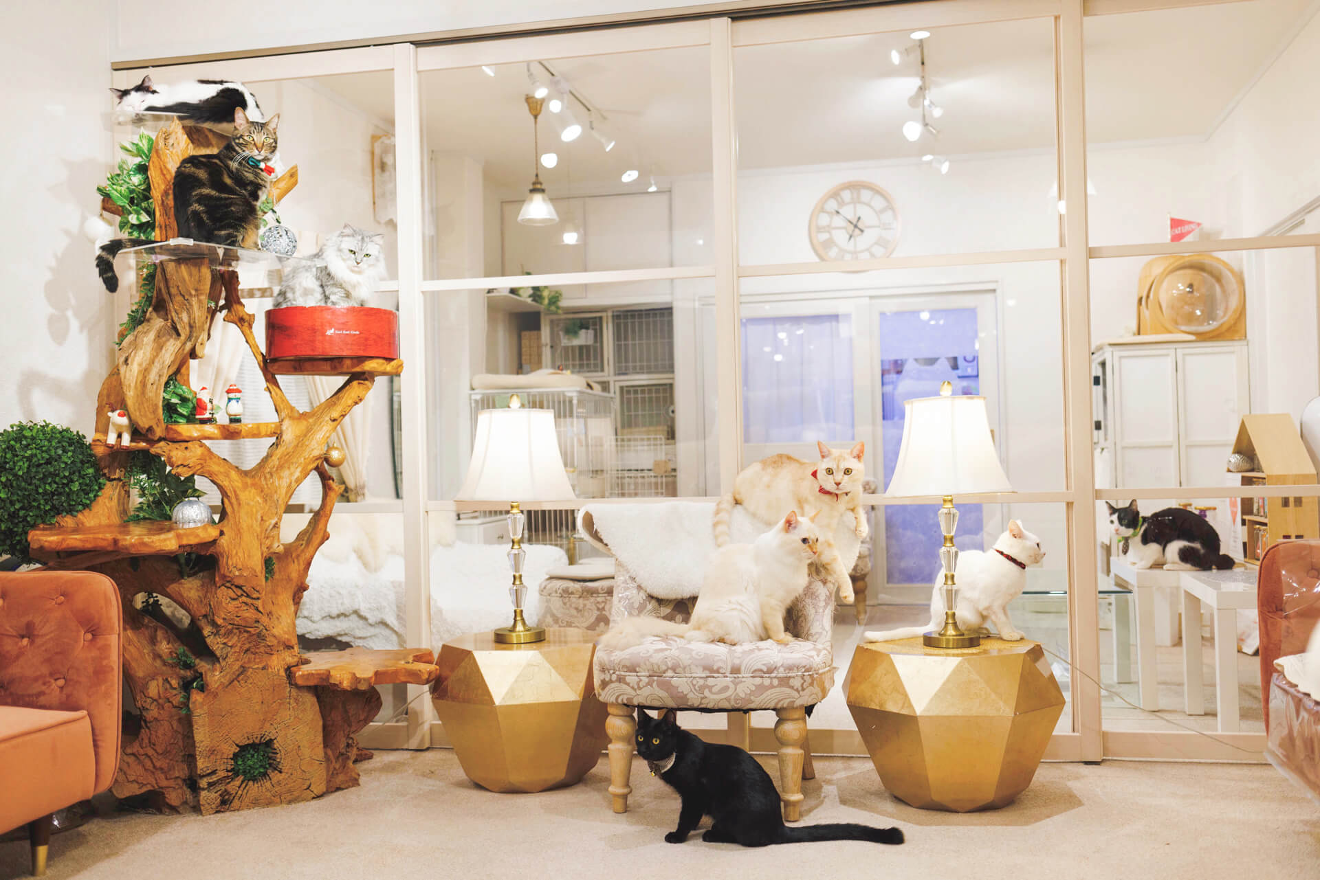 豪華な内装のリビングでくつろぐ保護猫たち