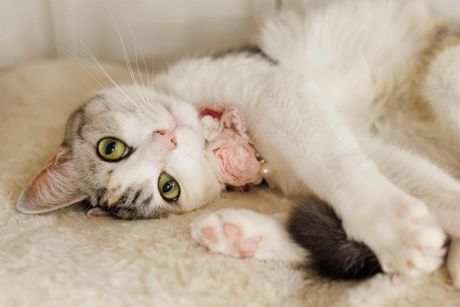 豪華な内装のリビングでくつろぐ保護猫たち