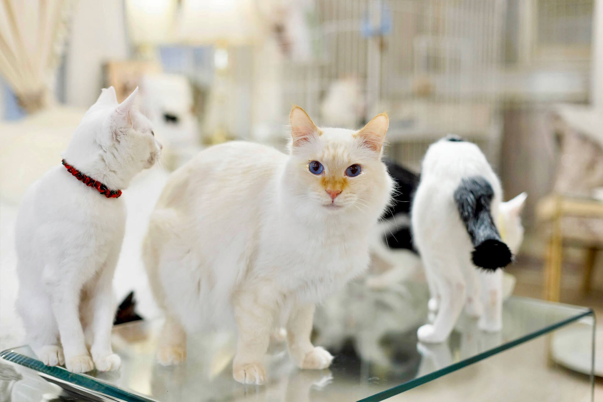 豪華な内装のリビングでくつろぐ保護猫たち