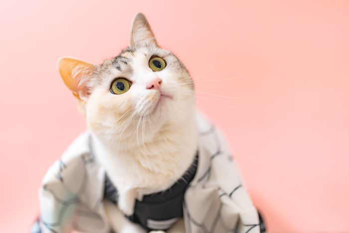 『猫めくり』のカレンダー (ONDORI-BOOKS)