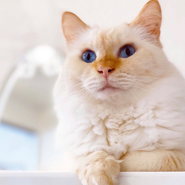 Chikuwa  (ちくわんアトム)