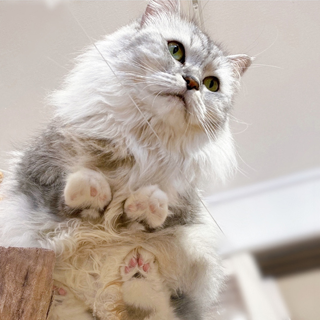 Maririn (マリリン)