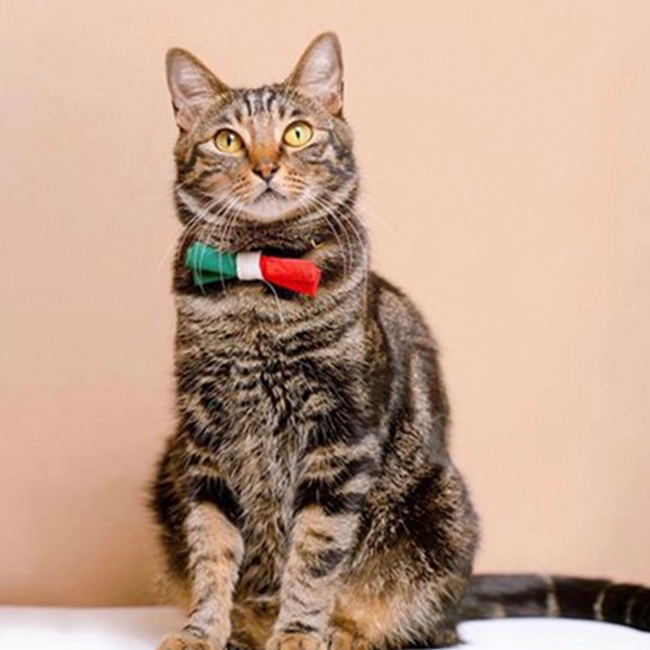 Mochiee(モッチー)