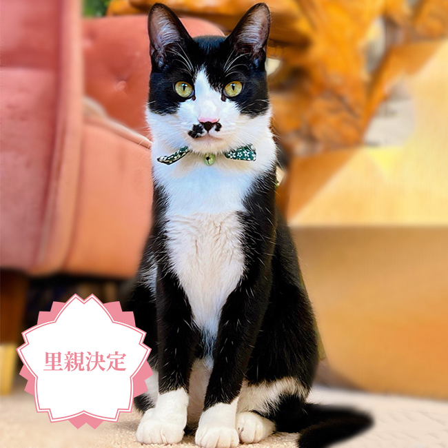 Chaplin(チャップリン)