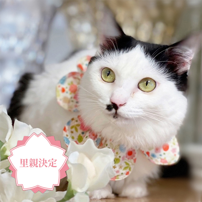 hana (はなくそ はなちゃん)